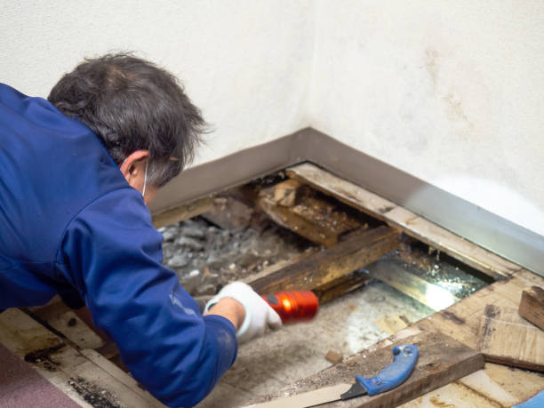 Trusted Ball Pond, CT Mold Remediation Experts