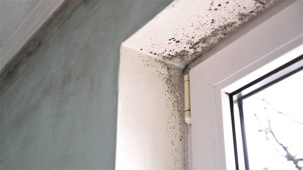 Best Mold Testing and Inspection Services in Ball Pond, CT