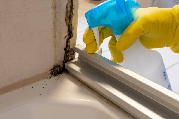 Best Kitchen Mold Remediation in Ball Pond, CT