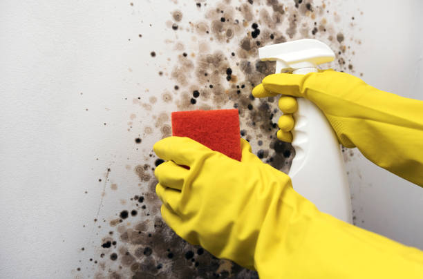 Best Mold Remediation for Specific Building Types in Ball Pond, CT