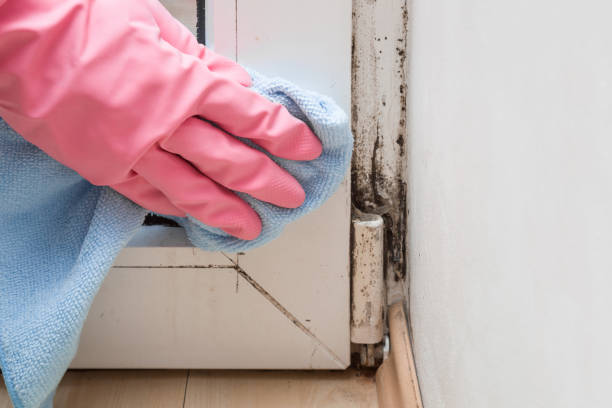 Best Industrial Mold Remediation in Ball Pond, CT
