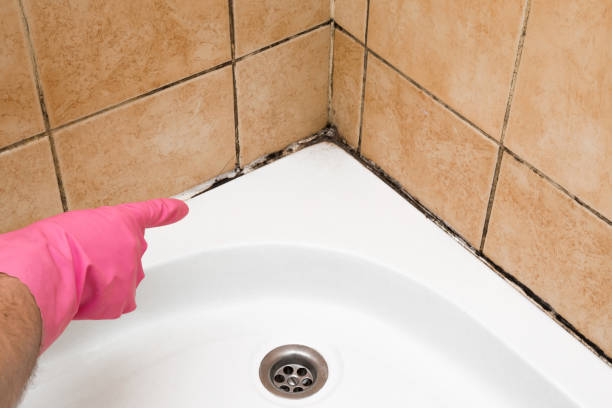 Best Post-Flood Mold Remediation in Ball Pond, CT